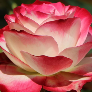 Drevesne vrtnice - - Roza - Jubile Du Prince De Monaco® - 